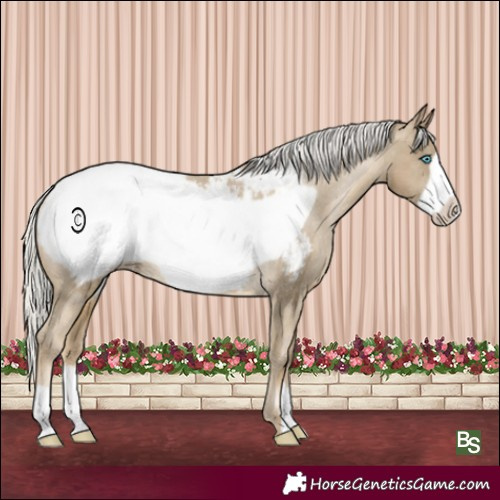 Horse Color:Silver Smoky Black Pearl Frame Appaloosa Rabicano 