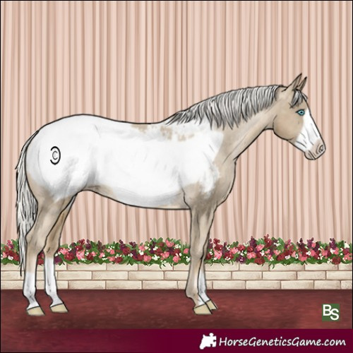 Horse Color:Silver Smoky Black Pearl Frame Snowcap Rabicano 