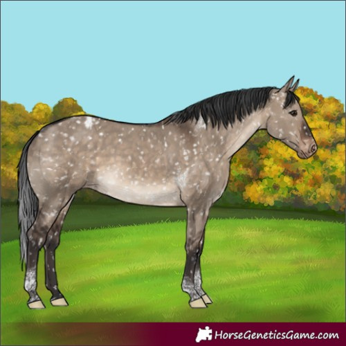 Horse Color:Brown Dun Tobiano Appaloosa Rabicano 