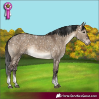 Horse Color:Brown Dun Tobiano Appaloosa Rabicano