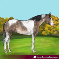 Horse Color:White Spotted Brown Dun Tobiano Appaloosa Rabicano
