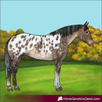 Horse Color:White Spotted Brown Dun Tobiano Appaloosa Rabicano Brindle 