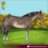 Horse Color:White Spotted Brown Dun Tobiano Appaloosa Rabicano