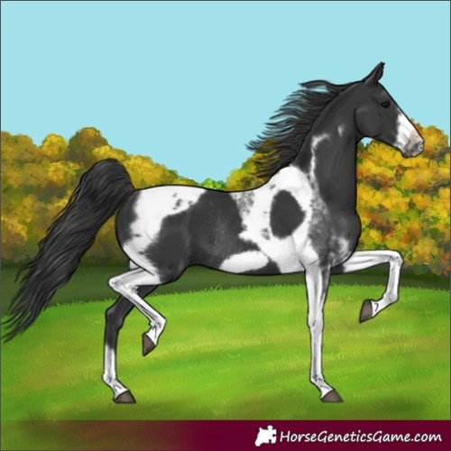 Horse Color:Black Tobiano Frame Rabicano 