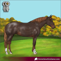 Horse Color:Liver Chestnut 