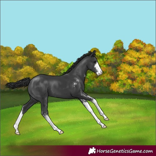 Horse Color:Black Sabino 