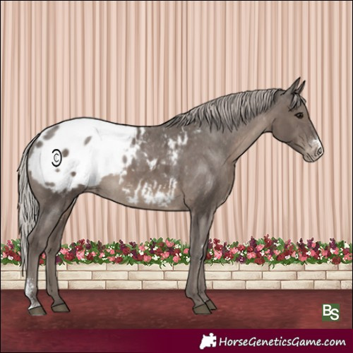 Horse Color:Silver Black Sabino Appaloosa Rabicano 
