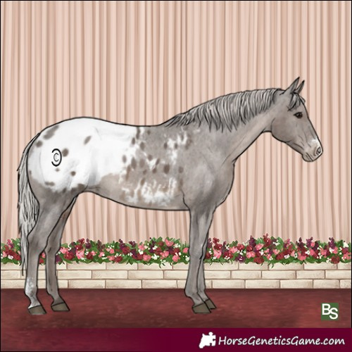 Horse Color:Silver Black Sabino Varnish Rabicano 