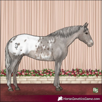 Horse Color:Silver Black Sabino Appaloosa Rabicano 