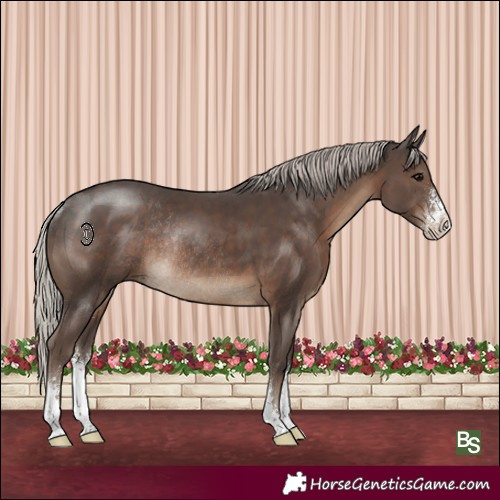 Horse Color:Silver Black Sabino Rabicano 