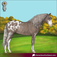 Horse Color:Silver Black Sabino Blanket Rabicano 