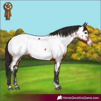 Horse Color:Brown Sabino Appaloosa Rabicano