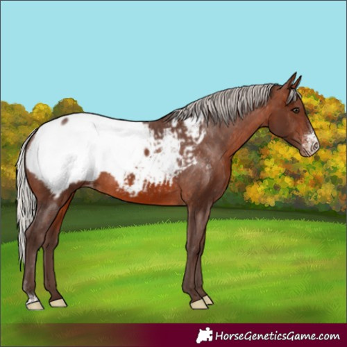 Horse Color:Silver Brown Sabino Appaloosa 