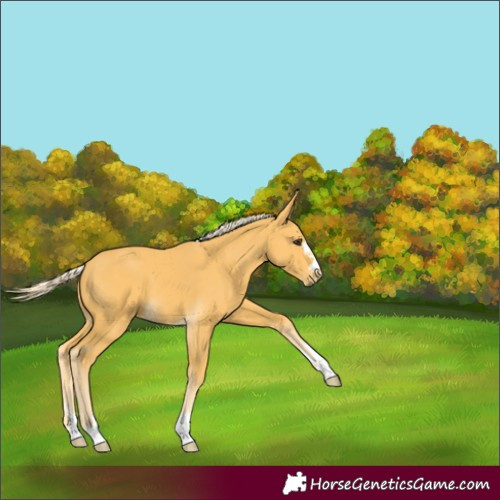 Horse Color:Palomino