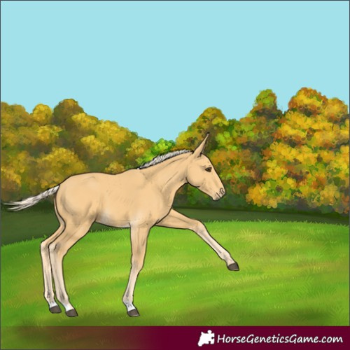 Horse Color:Palomino