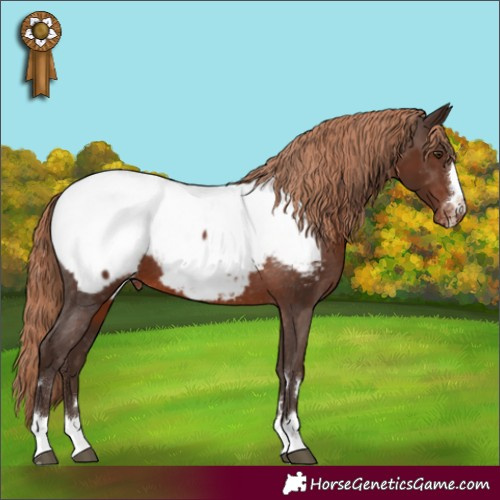 Horse Color:Liver Chestnut Appaloosa 