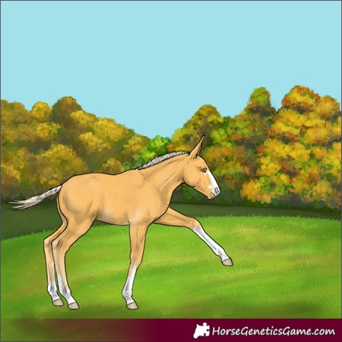 Horse Color:Palomino