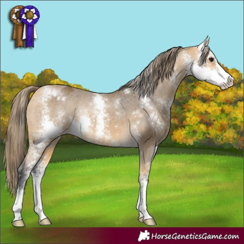 Horse Color:Buckskin Sabino Appaloosa Rabicano 