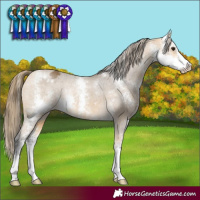 Horse Color:Buckskin Sabino Appaloosa Rabicano