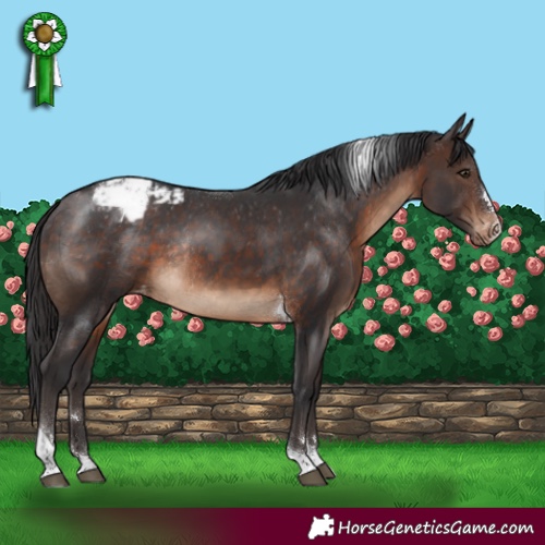 Horse Color:Brown Tobiano Appaloosa Rabicano 
