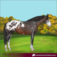 Horse Color:Brown Sabino Appaloosa 
