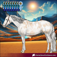 Horse Color:Silver Buckskin Pearl Appaloosa 