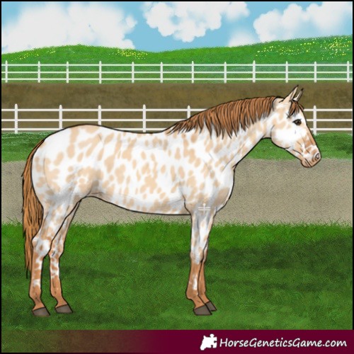 Horse Color:Red Dun Near Leopard 