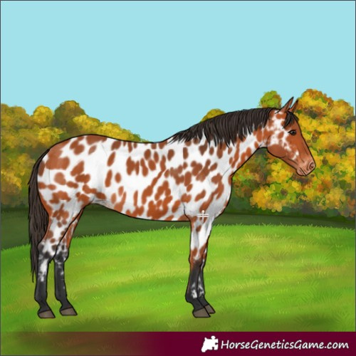 Horse Color:Bay Near Leopard 