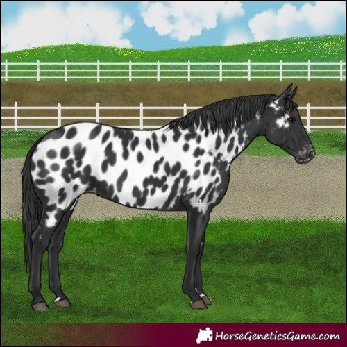 Horse Color:Black Near Leopard 
