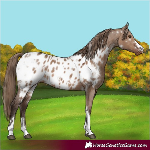 Horse Color:White Spotted Liver Red Dun Appaloosa 