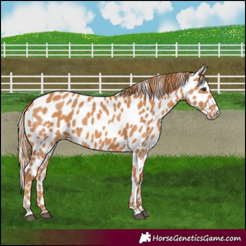 Horse Color:Chestnut Appaloosa 