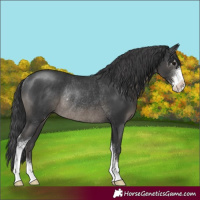 Horse Color:Black Sabino Rabicano 