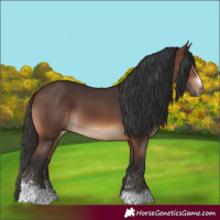 Horse Color:Brown Sabino