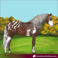 Horse Color:Silver Bay Sabino Appaloosa 