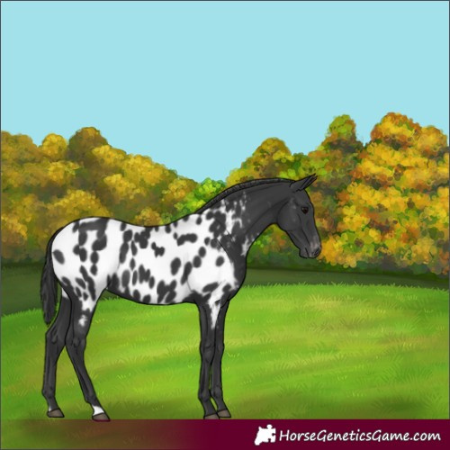 Horse Color:Black Near Leopard
