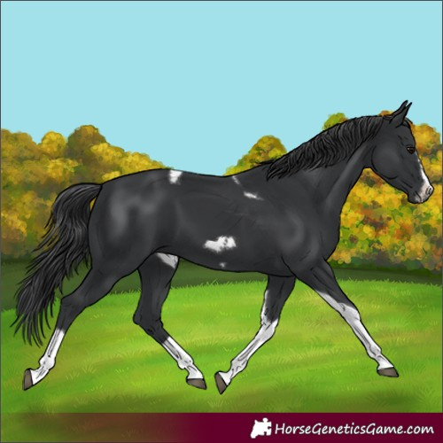 Horse Color:Black Tobiano Frame