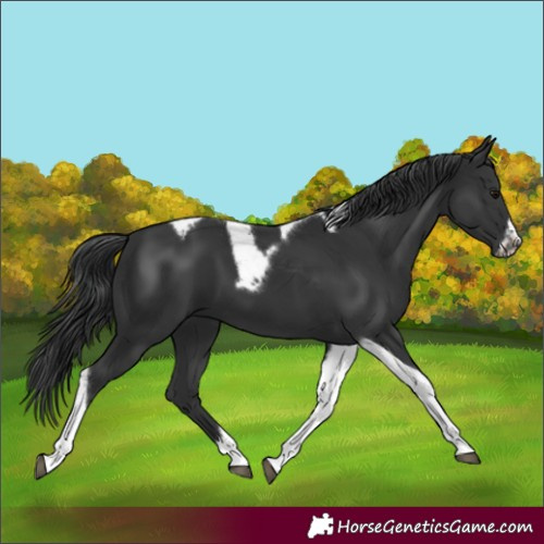 Horse Color:Black Tobiano Frame