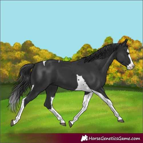 Horse Color:Black Splash Tobiano 