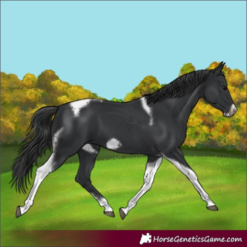 Horse Color:Black Tobiano Frame