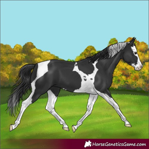 Horse Color:Black Splash Tobiano