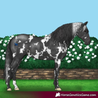 Horse Color:White Spotted Black