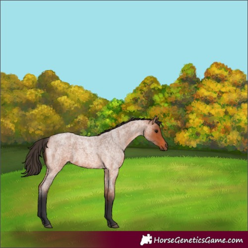 Horse Color:Bay Roan