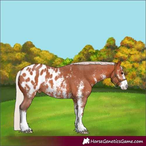 Horse Color:Silver Bay Sabino Appaloosa