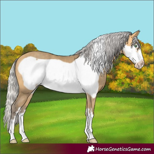 Horse Color:Silver Amber Cream Champagne Frame 