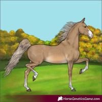 Horse Color:Chocolate Palomino Dun Sabino Rabicano
