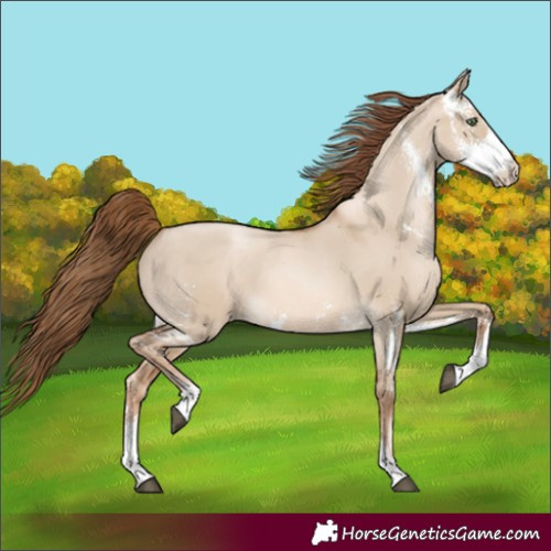 Horse Color:Liver Red Dun Pearl Sabino Rabicano 