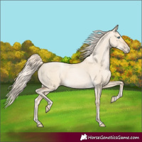 Horse Color:Palomino Pearl Dun Rabicano