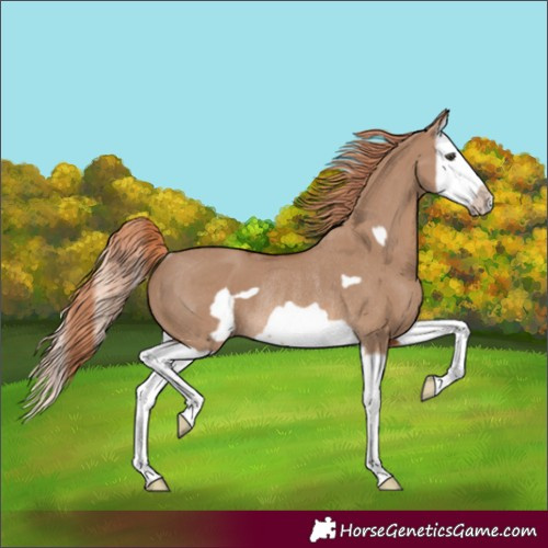 Horse Color:Red Dun Splash Frame Rabicano 
