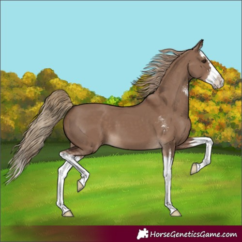 Horse Color:Liver Red Dun Sabino Splash 