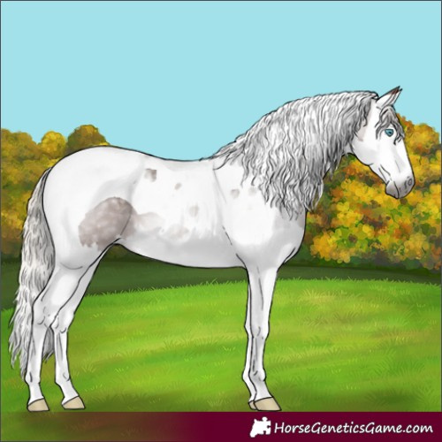 Horse Color:Gray Silver Bay Splash Tobiano 